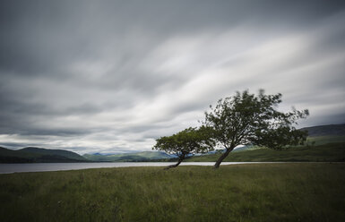 UK, Schottland, umgekippte Bäume im Trossachs National Park - FCF01259