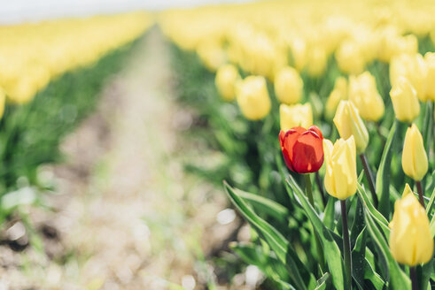 Yellow tulip field with a red one - MJF02151