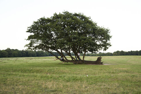 Junges Paar unter einem alten Baum - IGGF00058