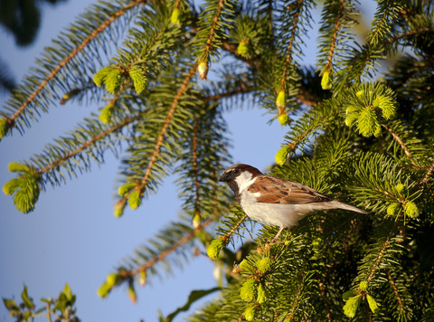 Spatz auf Zweig sitzend, lizenzfreies Stockfoto