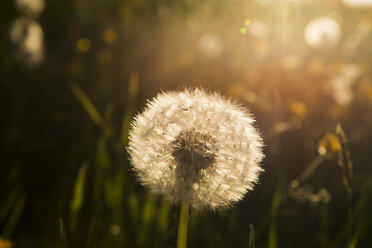 Blowball at sunset, close-up - LHF00530