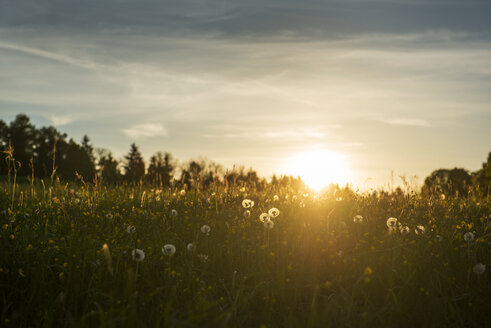 Pusteblumen auf einer Wiese bei Sonnenuntergang - LHF00531