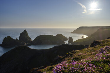 UK, England, Cornwall, The Lizard, Kynance Cove, Sumpfdotterblumen an der Küste am Abend - SIEF07469