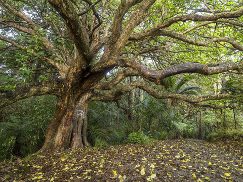 Neuseeland, Nordinsel, alter Laubbaum bei Whangarei, lizenzfreies Stockfoto