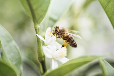 Bee collecting pollen on a citrus plant - IPF00409