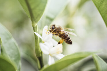Biene sammelt Pollen auf einer Zitruspflanze - IPF00409