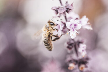 Biene sammelt Pollen auf einer Basilikumblüte - IPF00410