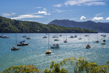 Neuseeland, Südinsel, Picton, Waikana Bay, Segelboote schwimmen auf dem Wasser - STSF01299