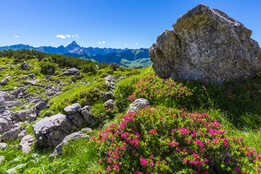 Deutschland, Bayern, Blick von Koblat am Nebelhorn zum Hochvogel - WGF01104
