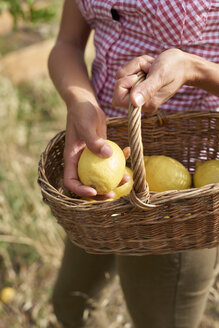 Hände einer Frau halten einen Korb mit Zitronen, Nahaufnahme - PACF00054