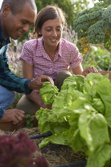 Junge Bauern bei der Salaternte - PACF00058