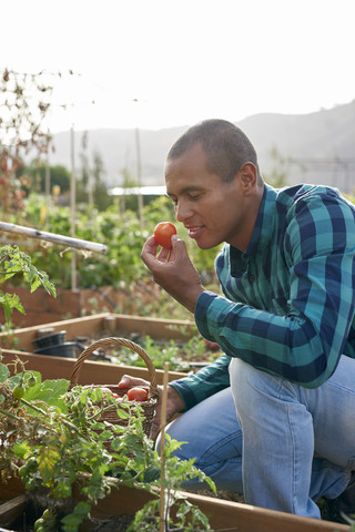 Lächelnder junger Bauer riecht an einer Tomate, lizenzfreies Stockfoto