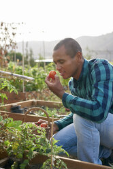 Lächelnder junger Bauer riecht an einer Tomate - PACF00061