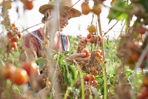 Junger Bauer pflückt reife Tomaten, lizenzfreies Stockfoto