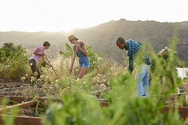 Three friends preparing a vegetable patch - PACF00070