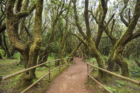 Canary Islands, La Gomera, Garajonay National Park, Rainforest stock photo