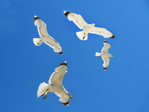 Vier Heringsmöwen fliegen vor blauem Himmel, lizenzfreies Stockfoto