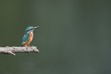 Eisvogel auf Ast sitzend - MJOF01389