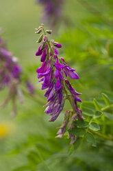 Österreich, Obere Tauern, Alpine Sainfoin - ZCF00545