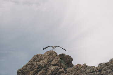 Spain, seagull setting off from a rock - SKCF00312