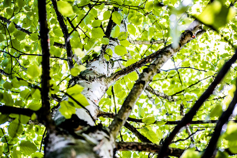 Birke mit üppigem Laub, Blickwinkel niedrig, lizenzfreies Stockfoto