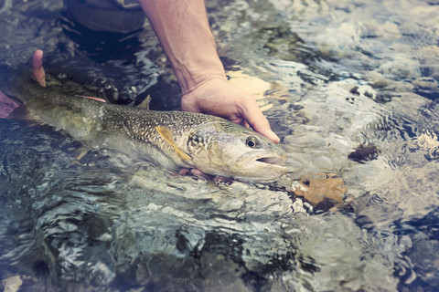 Slowenien, Mann beim Fliegenfischen im Soca-Fluss beim Fangen eines Fisches, lizenzfreies Stockfoto