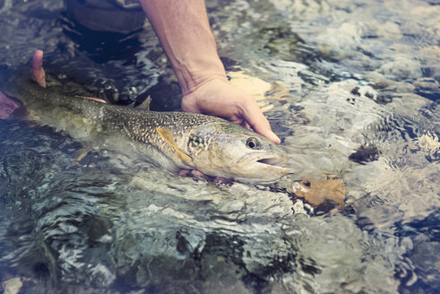 Slowenien, Mann beim Fliegenfischen im Soca-Fluss beim Fangen eines Fisches - BMAF00321