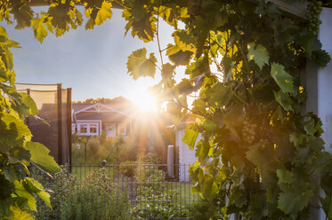 View into a garden with wine tendrils towards sunset - FRF00536