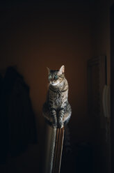 Portrait of a tabby cat - RAEF01904