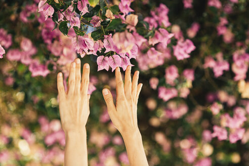 Hände einer Frau greifen nach rosa Blüten - JPF00269