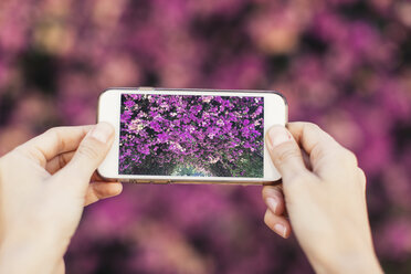 Hände einer Frau, die ein Handyfoto von rosa Blüten machen - JPF00274