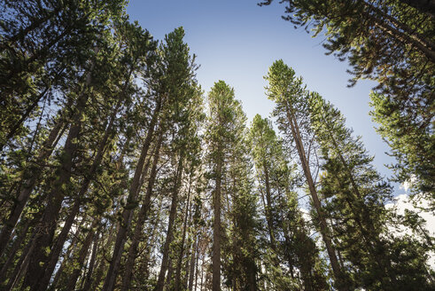 USA, Wyoming, Yellowstone-Nationalpark, Wald - EPF00467