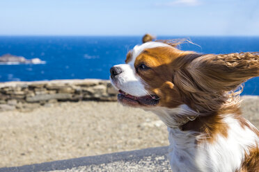 Spain, Catalonia, Costa Brava, Cap de Creus, Cadaques, Cavalier King Charles Spaniel in wind - PUF00689