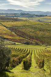 Italy, Tuscany, vineyard in the Province of Siena - CSTF01338