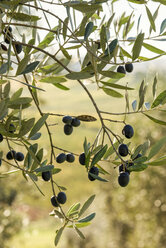 Italien, Toskana, reife Oliven am Baum - CSTF01341