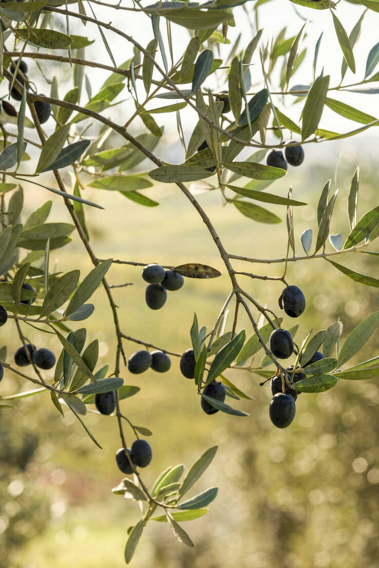 Italy, Tuscany, ripe olives on tree stock photo