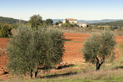 Italy, Tuscany, Province of Siena, field and olive trees stock photo