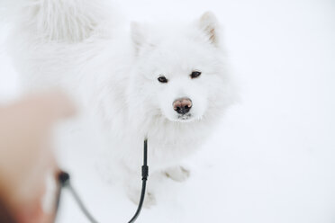 Porträt eines weißen Hundes im Schnee - ZEDF00826