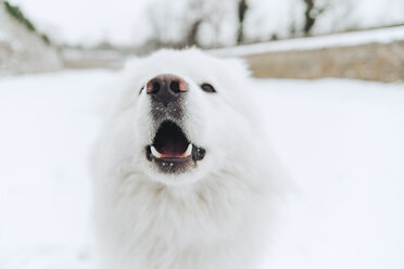 Porträt eines weißen Hundes im Schnee - ZEDF00827