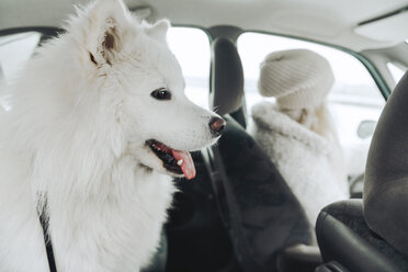 Weißer Hund im Auto mit Besitzer im Hintergrund - ZEDF00839