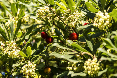 Früchte und Blüten eines Erdbeerbaums - CSTF01369