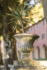 Italien, Ligurien, Cinque Terre, Monterosso, Pflanze in Amphore im Santuario Nostra Signora di Soviore - CSTF01375