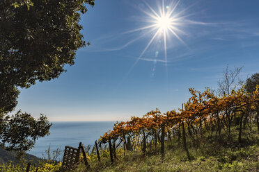 Italien, Ligurien, Cinque Terre, Weinberg an der Küste im Gegenlicht - CSTF01385