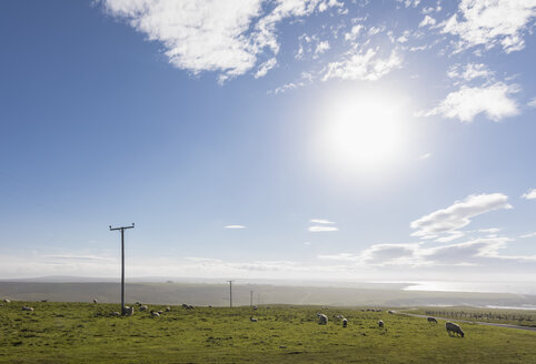 UK, Schottland, Caithness, Küste von Duncansby Head, Schafe auf der Weide - FOF09281
