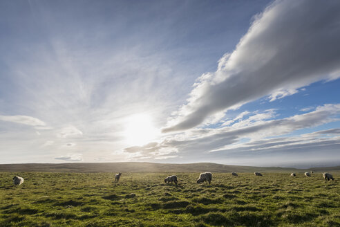 UK, Schottland, Caithness, Küste von Duncansby Head, Schafe auf der Weide - FOF09282