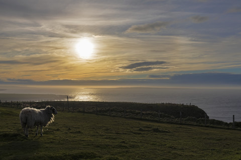 UK, Schottland, Caithness, Küste von Duncansby Head, Schafe bei Sonnenuntergang, lizenzfreies Stockfoto