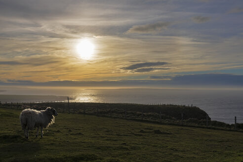 UK, Schottland, Caithness, Küste von Duncansby Head, Schafe bei Sonnenuntergang - FOF09287
