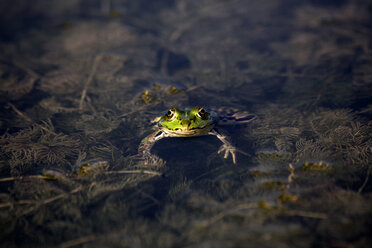 Pool frog in water - NDF00665