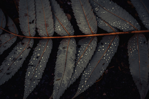 Leaf of Staghorn sumac, close-up stock photo