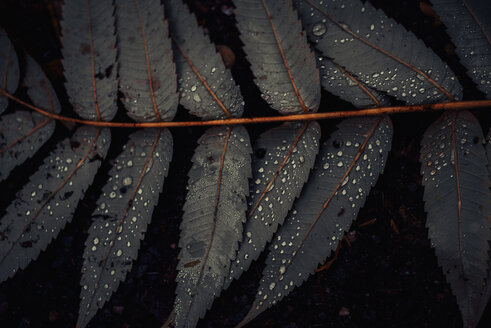 Leaf of Staghorn sumac, close-up - MJF02156